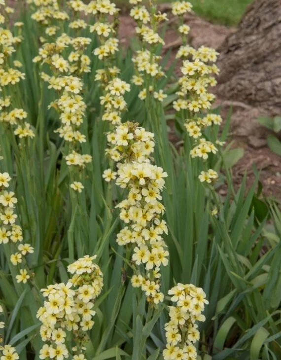 Sisyrinchium striatum – Grémil ligné ou Iris pâle - mousseux Vins Rouges Harmonieux pour Chaque Occasion