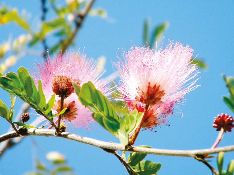 CALLIANDRA surinamensis ‘Dixie Pink’ - Vins Rouges Harmonieux pour Chaque Occasion Pierre