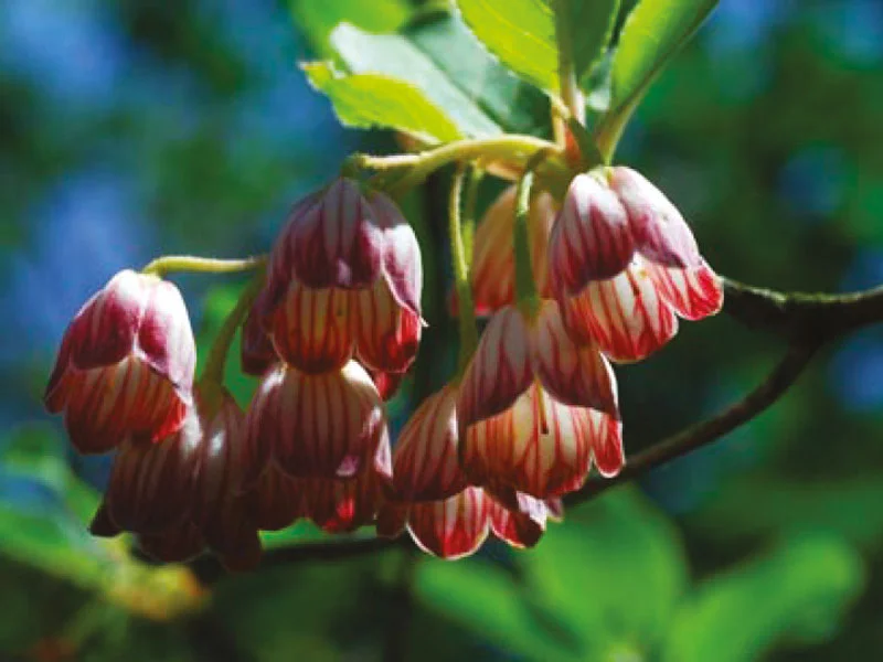 ENKIANTHUS Rouges Harmonieux Occasion ENKIANTHUS campanulatus - Vins Rouges Harmonieux pour Chaque Occasion