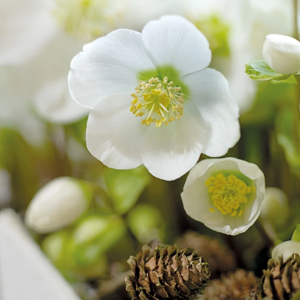 Rose de Noël - Helleborus Niger - Saldi Straordinari – Offerte Speciali Disponibili Adesso - Fleur