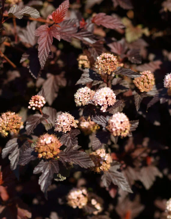 Physocarpus opulifolius Lady in Red ® – Physcocarpe à feuilles d’obier - Vins Rouges Harmonieux pour Chaque Occasion Physocarpe à feuilles d'Obier 'Lady in Red'® - Physocarpus opulifolius - Le  Jardin du Pic Vert