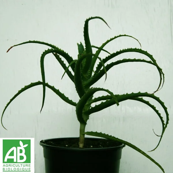 Plant d’Aloe Arborescens Bio et Breton 20/30 cm - ​Boulangerie-Pâtisserie | Pain au Levain & Viennoiseries​ - {'count': 1, 'name': 'Dog'}