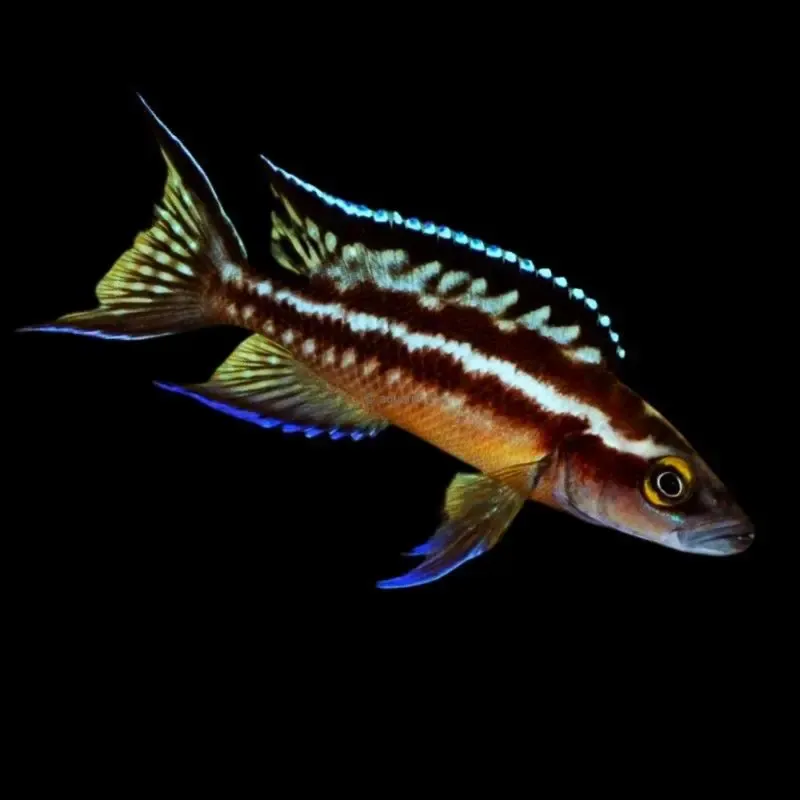 Neolamprologus buescheri Cap Kachese - Leading ​Drones Professionnels & Grand Public | Boutique Française
