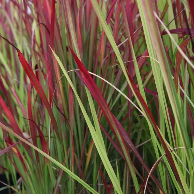 Imperata 'red baron' - Saldi Straordinari – Offerte Mtl Speciali Disponibili Adesso