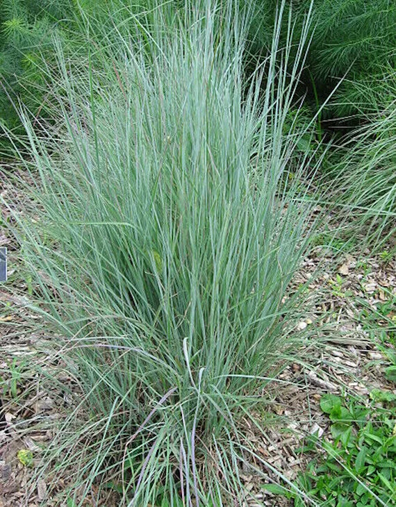 Andropogon scoparius ‘Prairies Blues’ - Vins Rouges Harmonieux pour Chaque Occasion Morgon Camille 2025 - Domaine Marcel Lapierre - Les Passionnés du Vin