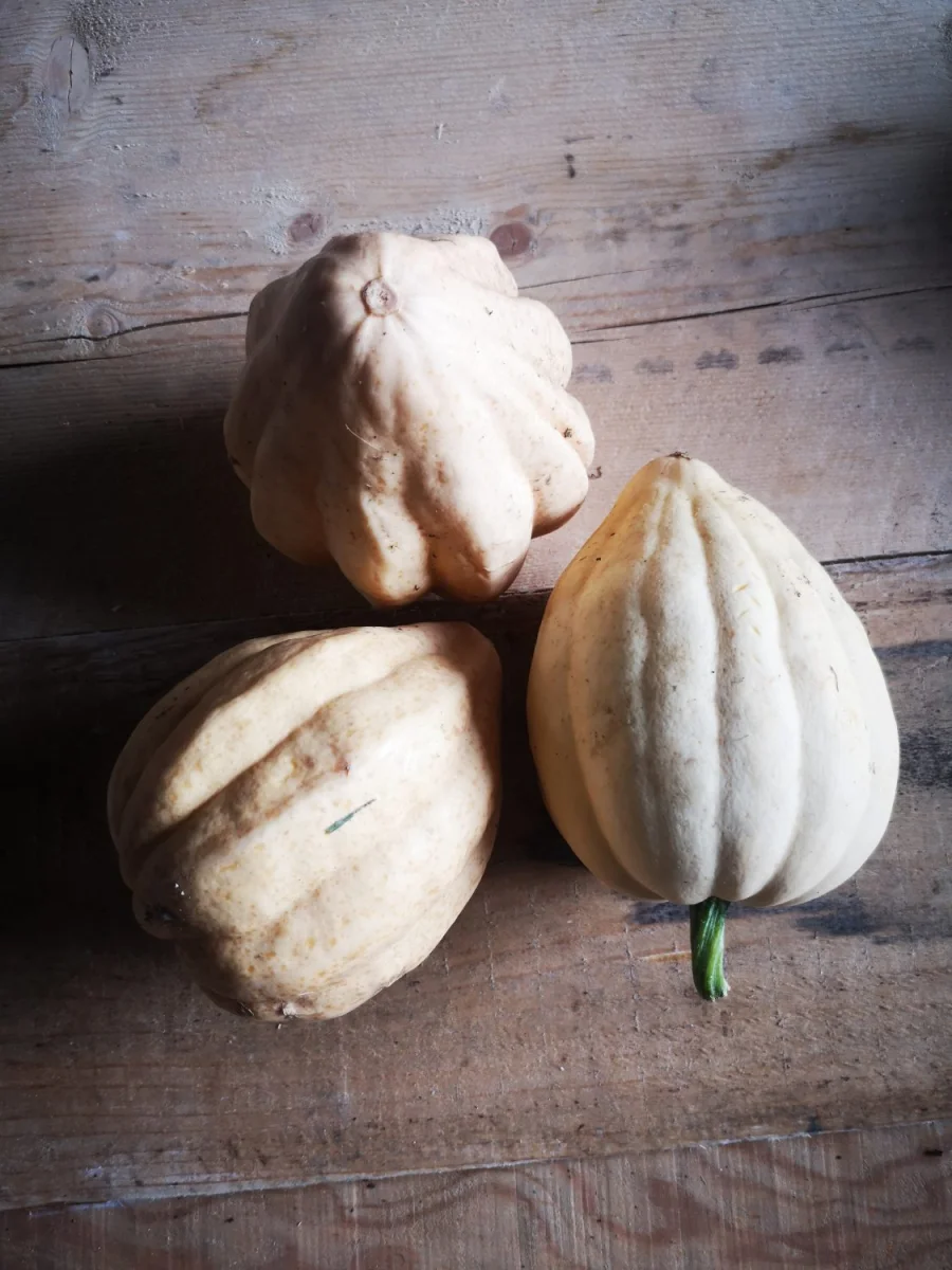 Courge Acorn Thelma Sanders AB kg Saldi Straordinari Offerte Speciali Disponibili Adesso