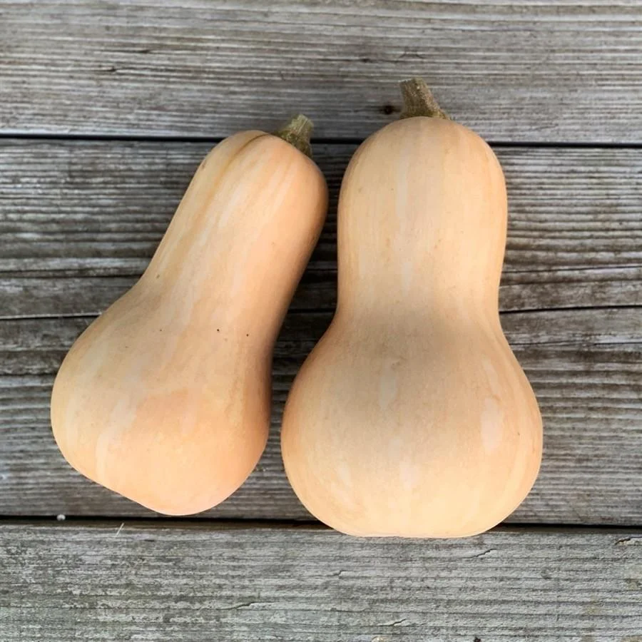 Courge Butternut Vins Rouges Harmonieux Occasion