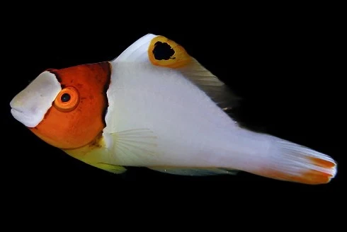 Cetoscarus bicolor Bicolor Parrotfish Saldi Straordinari Offerte Speciali Disponibili Adesso