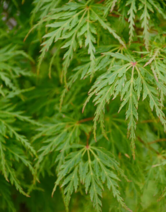 Acer palmatum Dissectum – Érable du Japon - Vins Rouges Harmonieux pour Chaque Occasion - {'count': 1, 'name': 'PRIX'}