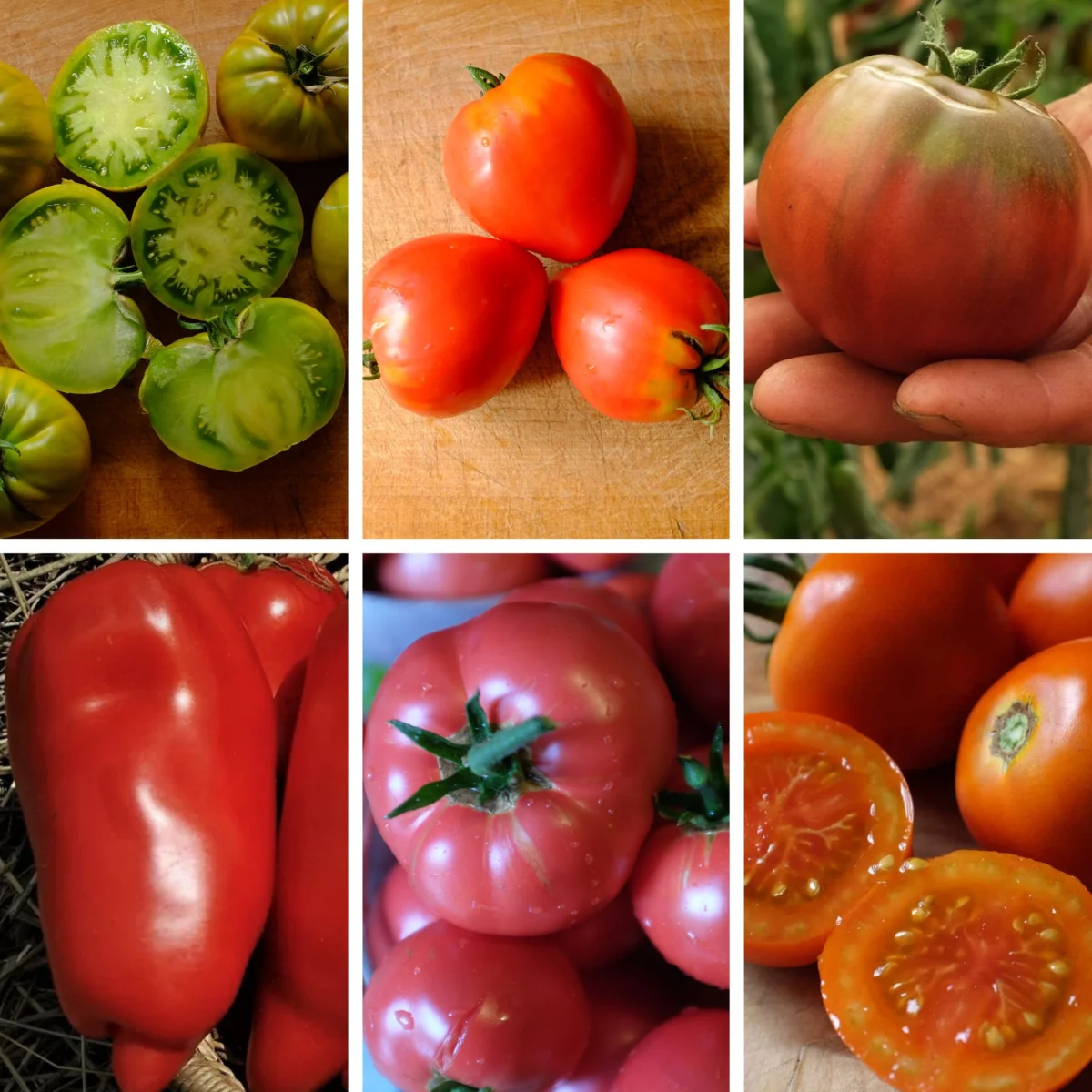 Mélange de Tomates Bio – Gamme Couleur au Jardin - ​Boulangerie-Pâtisserie | Pain au Levain & Viennoiseries​ - {'count': 1, 'name': 'TYPIQUE'}