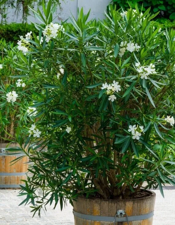 Nerium oleander blanc – Laurier blanc - Saldi Straordinari – Offerte Speciali Disponibili Adesso - {'count': 1, 'name': 'Erdaufbereitung'}