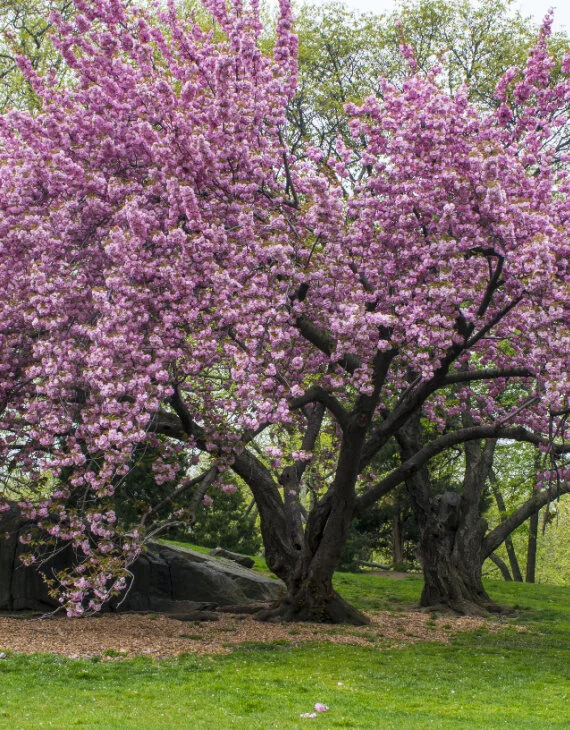 Prunus serrulata Kanzan – Cerisier à fleurs du Japon - Vins Rouges Harmonieux pour Chaque Occasion - {'count': 2, 'name': 'Lucéna'}