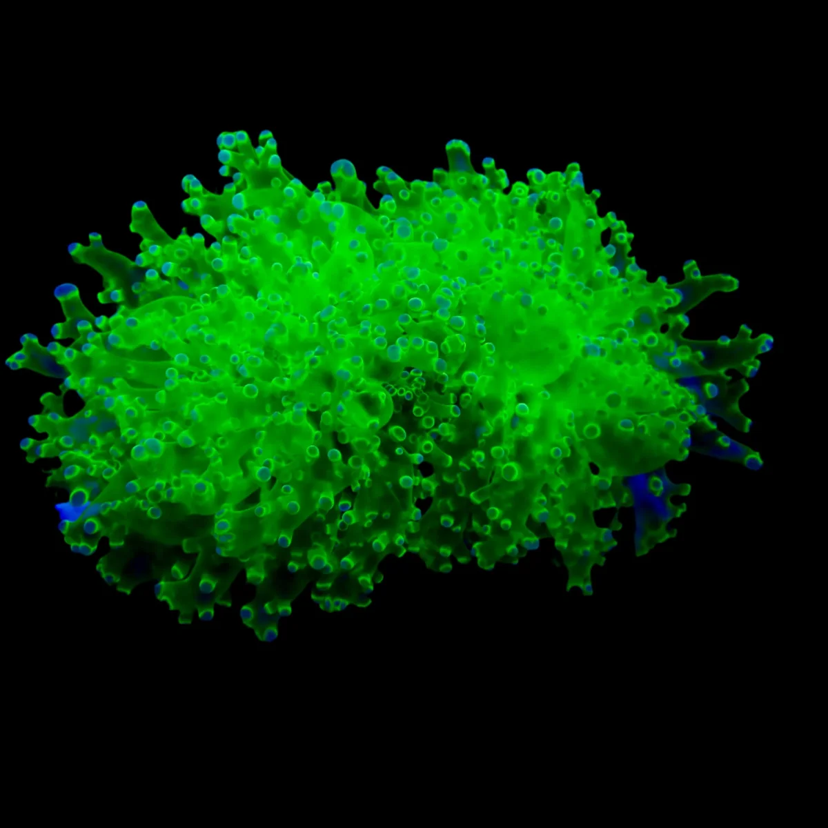 Octospawn Coral Colonie WYSIWYG - Saldi Straordinari – Offerte Speciali Disponibili Adesso Green Octospawn - The Biota Group