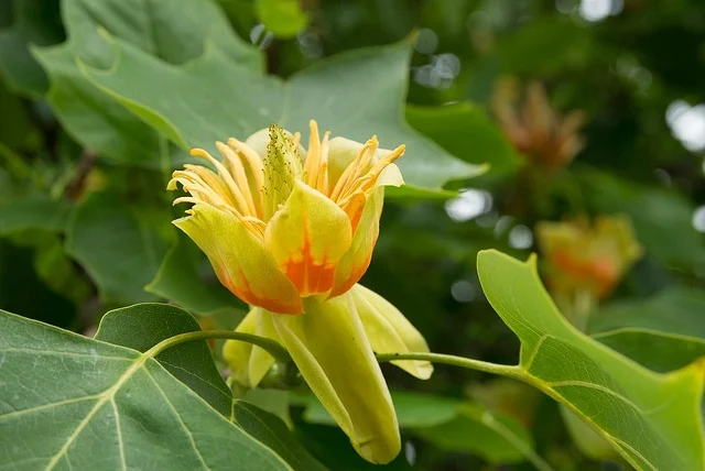 Liriodendron tulipifera - Vins Rouges Harmonieux pour Chaque Occasion - {'count': 1, 'name': 'feuillage'}