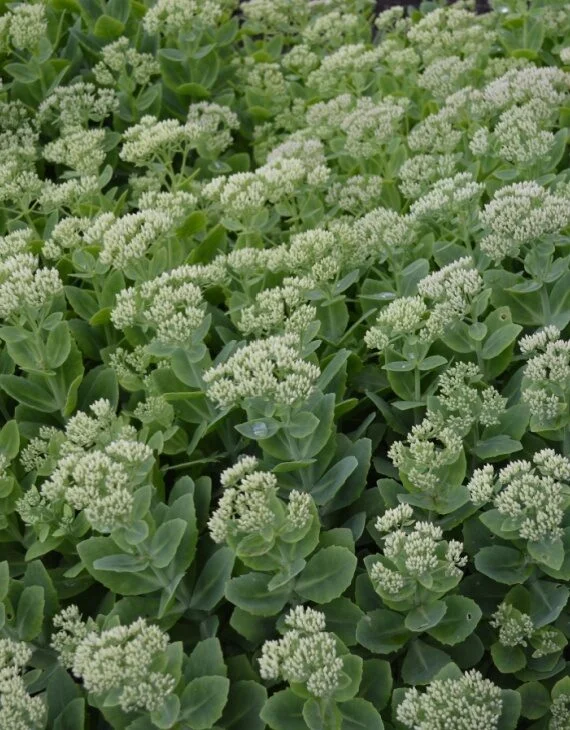 Sedum spectabile Stardust – Orpin d’automne Stardust - Saldi Straordinari – Offerte Speciali Disponibili Adesso Sedum palmeri - Wikipedia