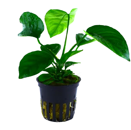 Anubias barteri - ​Drones Professionnels & Grand Public | Boutique Française​ Tropica Anubias barteri "mini coin" - Brussels Aquariums