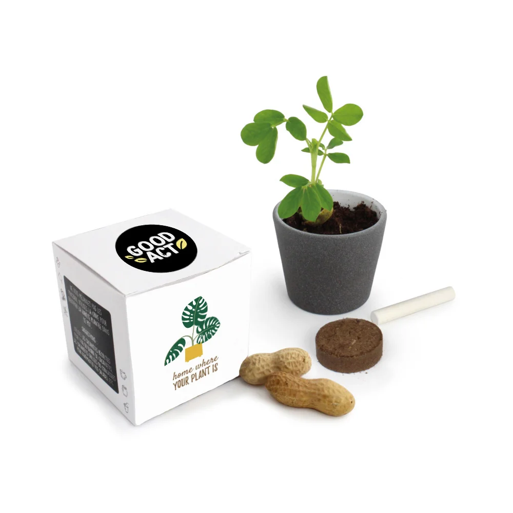 Kit plantation cacahuète Vins Rouges Harmonieux Occasion