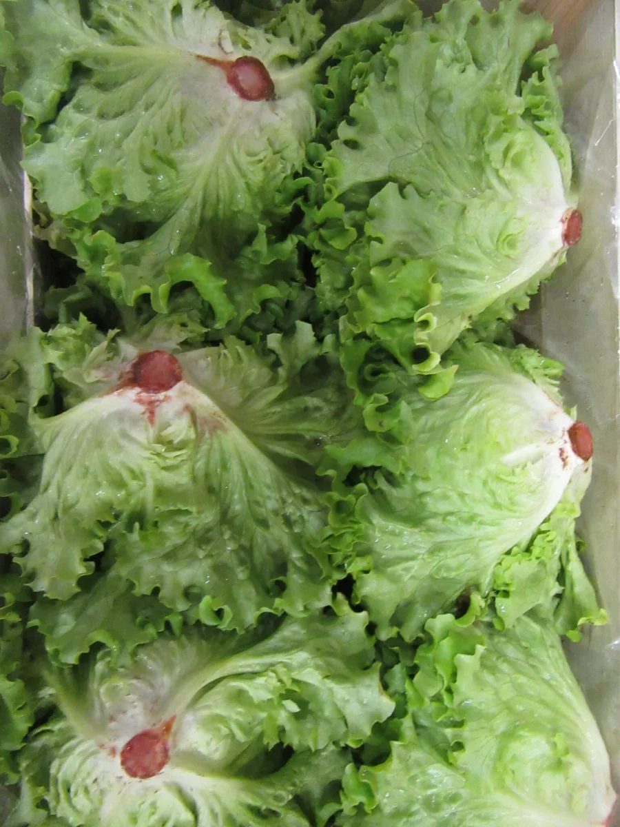Salade batavia France bio - Vins Rouges Harmonieux pour Chaque Occasion Partager un moment de pure convivialité autour d'une table généreusement  garnie. Entre nos spécialités croustillantes, nos salades fraîches et nos  cuvées sélectionnées, chaque repas devient une fête. Une belle occasion de  se