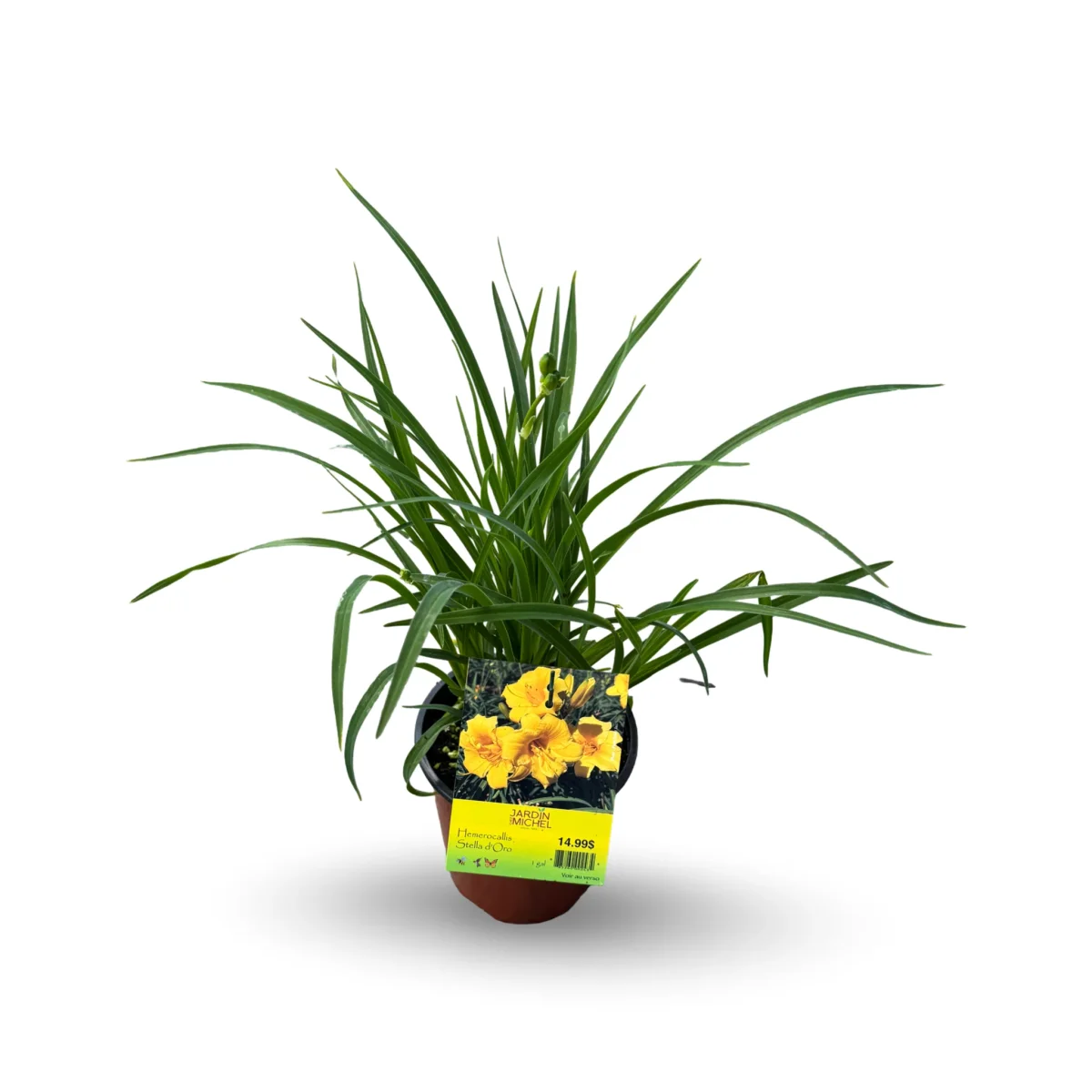 Hemerocallis Stella Oro Saldi Straordinari Offerte Speciali Disponibili Adesso