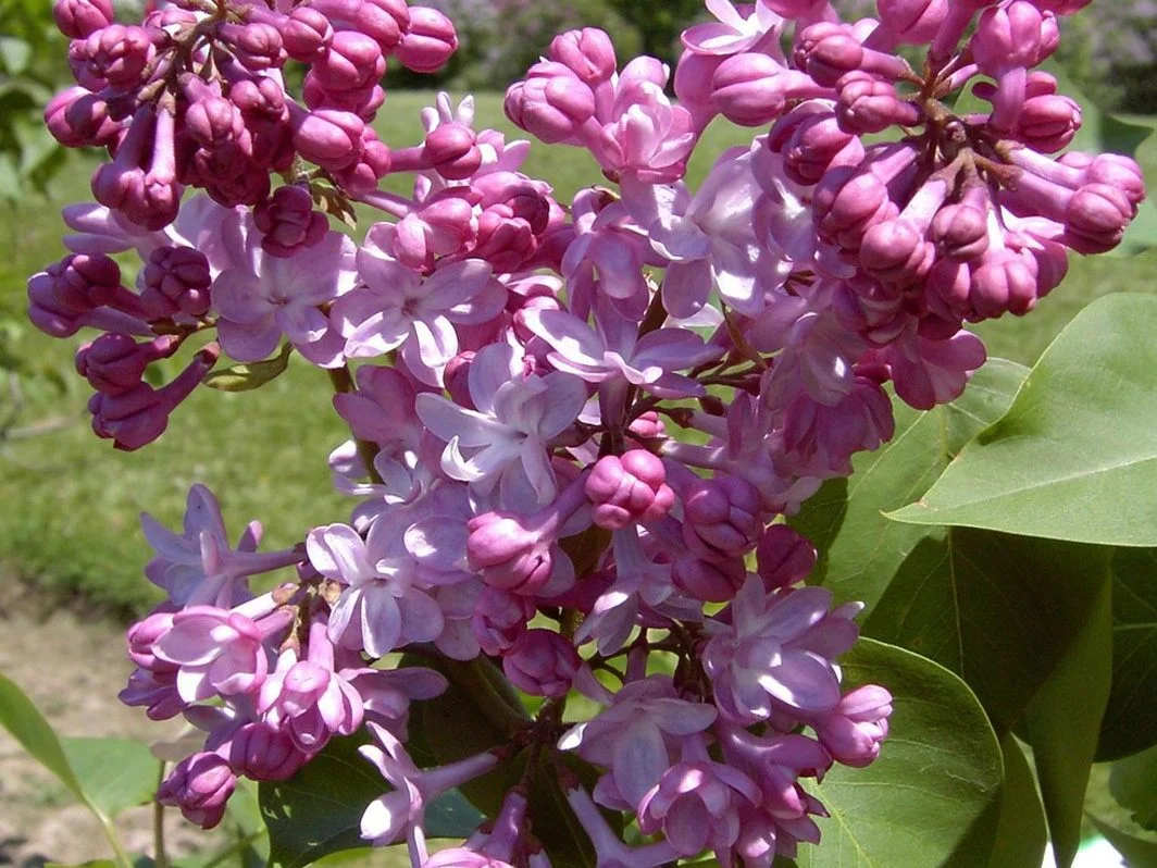 Syringa vulgaris « Belle de Nancy » - Vins Rouges Harmonieux pour Chaque Centrale Occasion