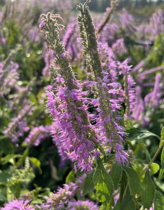 Elsholtzia stauntonii – Menthe en arbre soleil - Saldi Straordinari – Offerte Speciali Disponibili Adesso