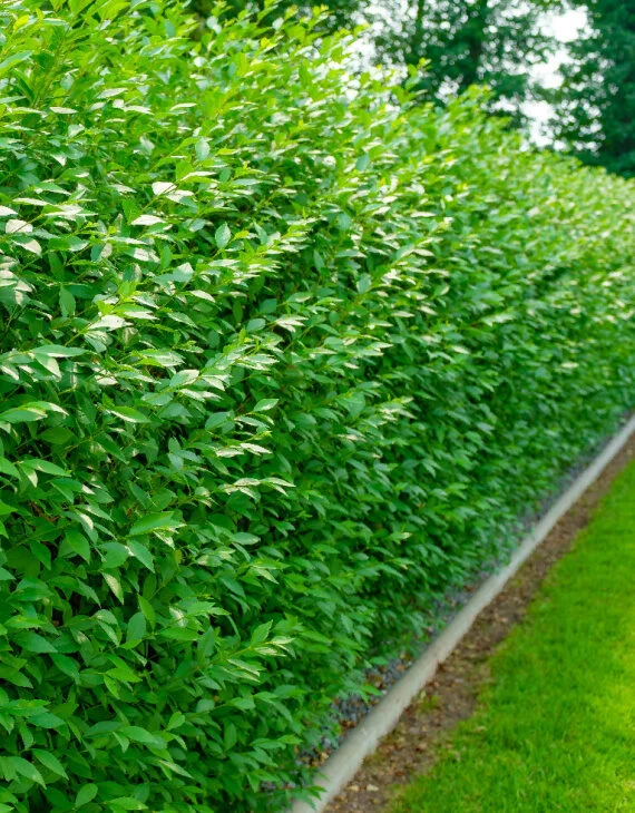 Ligustrum Atrovirens Troène commun Vins Rouges Harmonieux Occasion