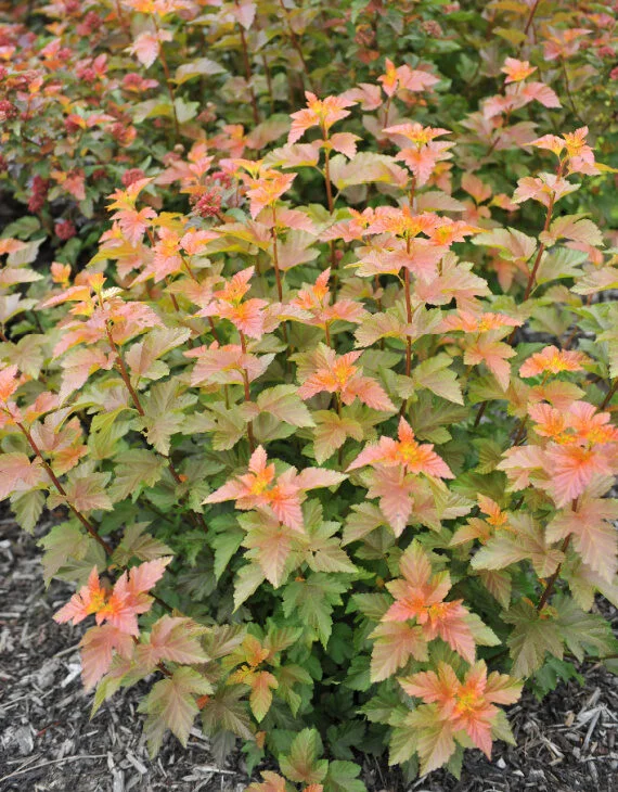 Physocarpus opulifolius Amber Jubilee ® – Physcocarpe à feuilles d’obier - Vins Rouges Harmonieux pour Chaque Occasion Physocarpe à feuilles d'obier – Physocarpus opulifolius | Semences –  Pépinière.ca