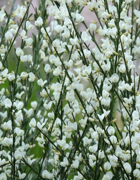 Cytisus praecox Albus Genêt précoce blanc Vins Rouges Harmonieux Occasion