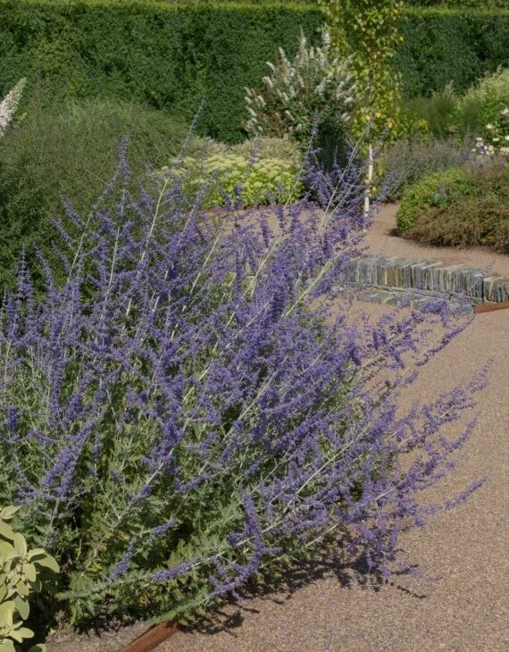 Perovskia atriplicifolia Blue Spire – Sauge de Russie Blue Spire - Vins Rouges Harmonieux pour Chaque Occasion Saugée - vin à la sauge 75cl