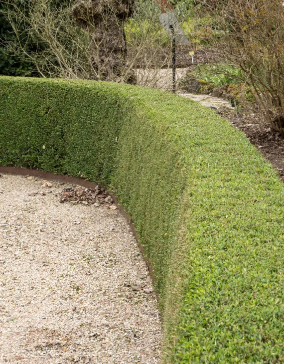 Lonicera nitida Elegant – Chèvrefeuille à feuilles de buis - Vins Rouges Harmonieux pour Chaque Occasion - Planter chevrefeuille