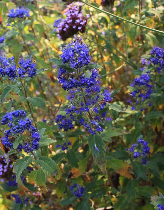Caryopteris clandonensis Grand Bleu – Barbe bleue - Vins Rouges Harmonieux pour Chaque Occasion Flying Solo Grenache - Syrah - Domaine Gayda
