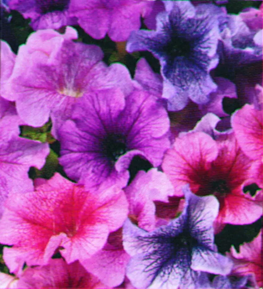Pétunia Daddy Mélange F1 Vins Rouges Harmonieux Occasion