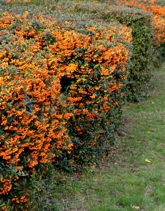 Pyracantha Orange Glow – Buisson ardent orange - Saldi Straordinari – Offerte Speciali Disponibili Adesso Toile de store Para Starscreen 8211/411 à partir de 68,54 € TTC