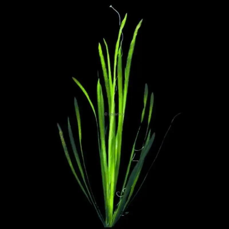 Vallisneria spiralis pied mère XXL - Headphone ​Drones Professionnels & Grand Public | Boutique Française