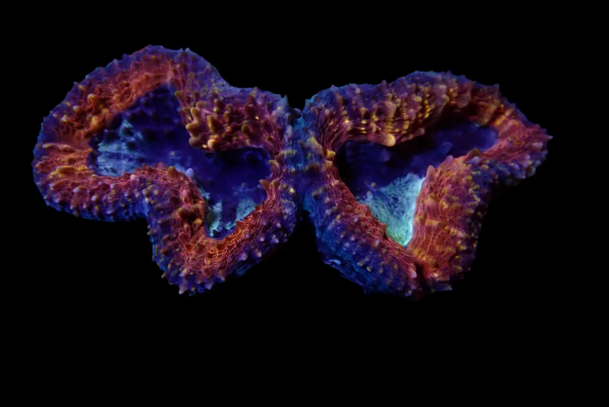 Lobophyllia Coraux - Beauté et Résilience pour Aquariums Récifaux (Copy) - Saldi Straordinari – Offerte Speciali Disponibili Adesso - Monterey bay