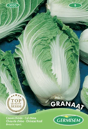 Chou de Chine Granaat - Saldi Straordinari – Offerte choux Speciali Disponibili Adesso
