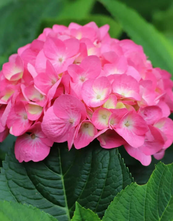 Hydrangea macrophylla Bouquet Rose – Hortensia à grandes feuilles - Saldi Straordinari – Offerte Speciali Disponibili Adesso Séparateur barrette Feuille plastique Cypré vert H7cm L75cm socle Noir –  dimhaut H 7 cm – couleur Vert * Horti Forge Works