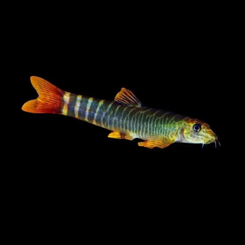 Aborichthys Available elongatus loche tigrée à queue rouge - ​Drones Professionnels & Grand Public | Boutique Française