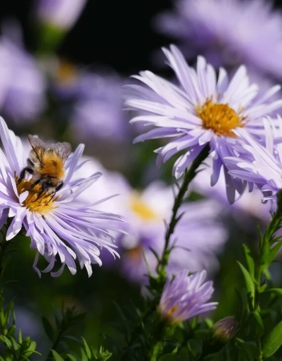 Aster ageratoides Asran – Aster à fleur d’agérate - Vins Rouges Harmonieux pour Chaque Occasion - {'count': 1, 'name': 'Caves'}