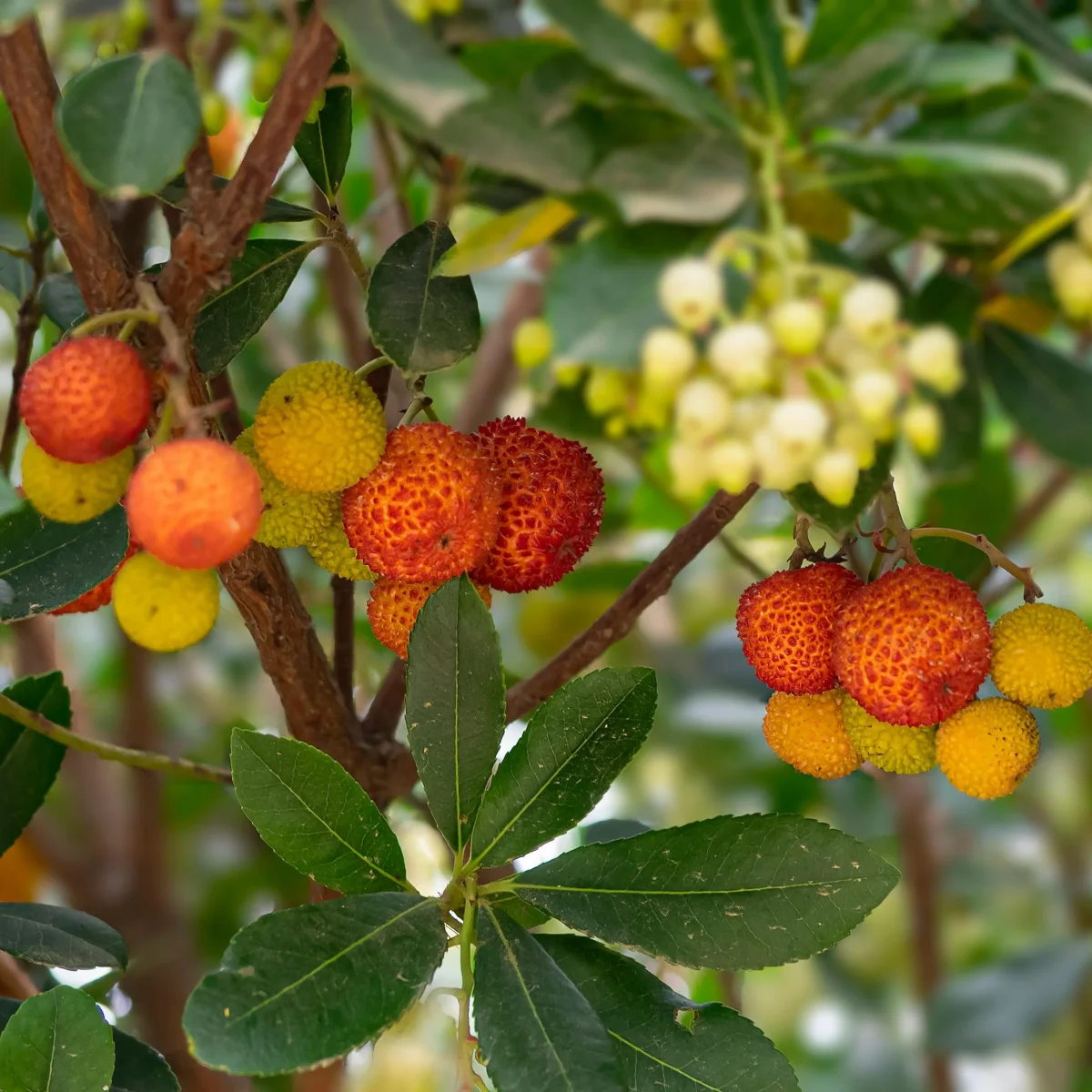 Arbousier 'Atlantic' - Saldi Straordinari – Offerte Speciali Disponibili Adesso Arbousier, Arbutus unedo : planter, entretenir, récolter