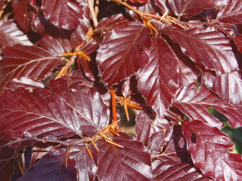 FAGUS sylvatica « Purpurea » - Vins Rouges Harmonieux pour Chaque Occasion Usine Fagus — Wikipédia