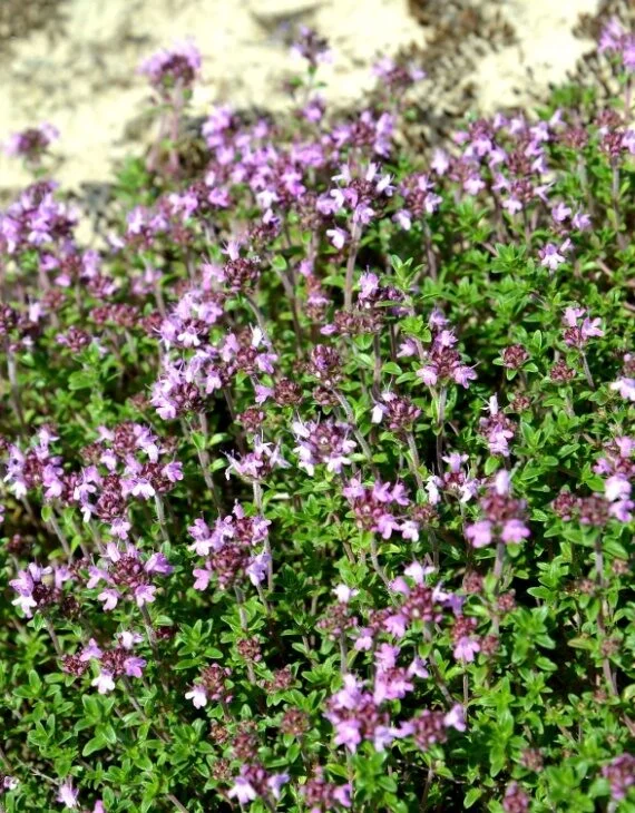 Thymus serpyllum – Thym serpolet - Vins Rouges Harmonieux pour Chaque Occasion - {'count': 1, 'name': 'Raisins'}