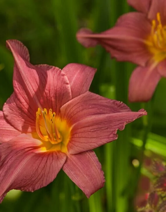 Hemerocallis Summer Wine – Hémérocalle - Vins Rouges Harmonieux pour Chaque Occasion HEMEROCALLIS 'Romantic Rose' - Hémérocalle - pépinières Lepage Bretagne  Bord de mer