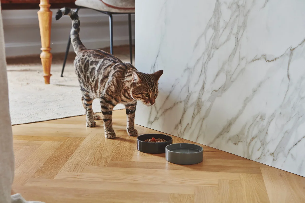 Gamelle chat porcelaine Scodella Saldi Straordinari Offerte Speciali Disponibili Adesso
