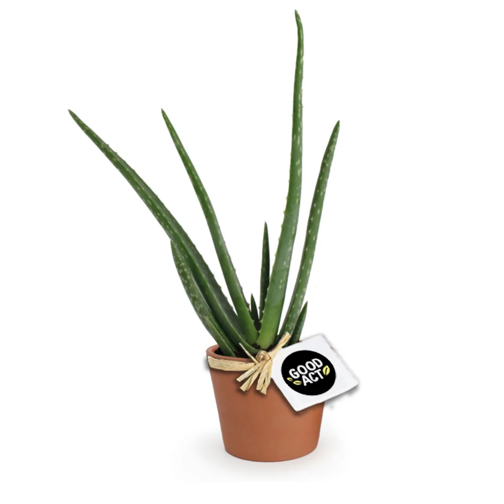Aloe Vera à offrir dans pot en terre cuite - Vins Rouges Harmonieux pour Chaque Occasion - {'count': 1, 'name': 'maison'}