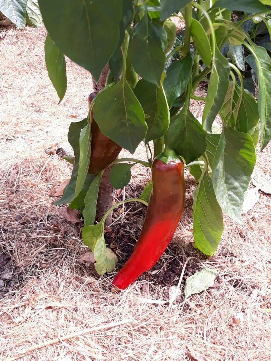 Poivron Corno di Torro Rosso (rouge) - Saldi Straordinari – Offerte Speciali Disponibili Adesso Tout savoir sur le poivron rouge | Potager City