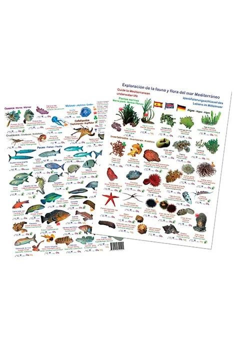 Plaquette découverte vie sous-marine Méditerranée version anglais espagnol allemand Saldi Straordinari Offerte Speciali Disponibili Adesso